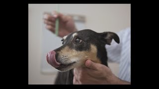 Easy way to brush a dogs teeth [upl. by Gautier590]