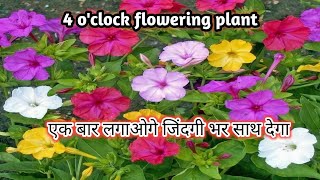 Complete information of mirabilis jalapagul abbas4 Oclock पूरी जानकारीGreen Gardan Gujarat [upl. by Eyak]