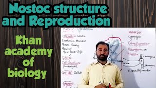 Nostoc structure and Reproduction  Nostoc Cyanobacteria structure class 11 [upl. by Bender439]