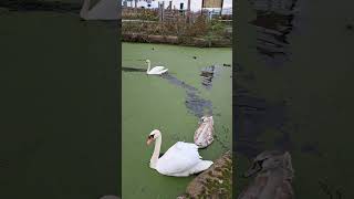 Cygnet returns but isnt welcome Sankey canal [upl. by Elbert382]