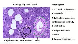 Exploring the Histology of the Parotid Gland [upl. by Benn688]