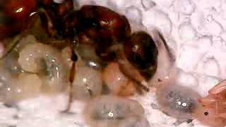 Manica rubida timelapse test  Tending Brood Egg Laying [upl. by Biernat]