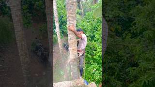 ￼ Coconut tree cutting l K M [upl. by Carmelle]