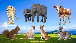 Wildlife Elephant Cow Cat Dog Tiger Rabbit  Familiar Animal Sounds [upl. by Jeanne]