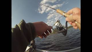 Nonstop walleye and pike fishing action in Canada [upl. by Yoccm464]