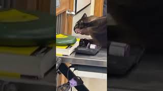 cat screaming at a vet clinic original meme video cat memes originalmeme screaming [upl. by Kirit434]