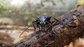 Carabus violaceus purpurascens  Ground Beetle  Laufkäfer [upl. by Ellord]