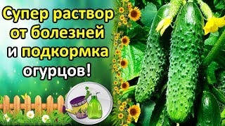 СУПЕР РАСТВОР ОТ БОЛЕЗНЕЙ ОГУРЦОВ  ПОДКОРМКА КАК УВЕЛИЧИТЬ УРОЖАЙ И ПРОДЛИТЬ ПЛОДОНОШЕНИЕ [upl. by Cyrie]