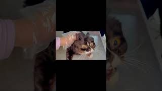 Treating a Vomiting Cat  What to Do When Your Cat Is Angry and Sick [upl. by Osric867]