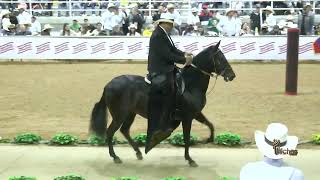 DULCE NOCHE DE PAZ DE VILLA DEL SUROESTE GRAN CAMPEONA PASO FINO COLOMBIANO PALERMO TAMESIS 2024 [upl. by Rellim318]