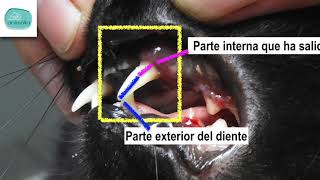 Estomatitis felina y caries  Animalia Barcelona [upl. by Iemaj109]