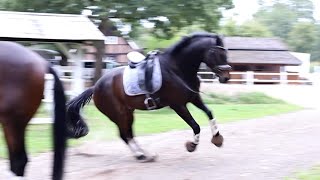 REITUNFALL im Gelände  Alleine ausreiten zu gefährlich [upl. by Chandler376]