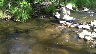 Sluicing on Woods Creek in Jamestown CA May 3 2014 Kay amp Larry [upl. by Sharlene905]