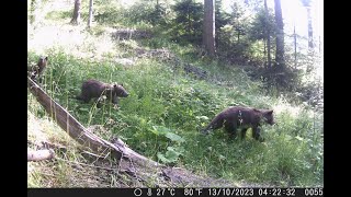 Vidéo piège dans les Carpates roumaines [upl. by Seko749]