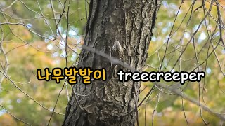 창경궁나무발발이 treecreeper [upl. by Etnauj]