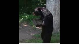 New Jersey Black Bear Walks Like A Human  See why [upl. by Ahkos]