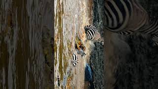 Mara River Crossing  Zebras vs Crocodiles [upl. by Valry]