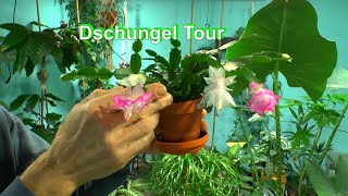 Dschungel Tour anfang Dezember mit Pflanzen [upl. by Anyaled]