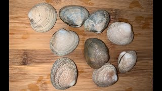 Digging for Steamer Clams in California Plus We Catch Clean and Cook Clams CatchAndCook [upl. by Aicilyt223]