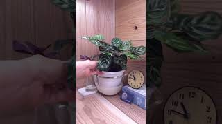 bottom watering dramatic plantsPart17 timelapse plants nyctinasty indoorplants bottomwatering [upl. by Aleekat]