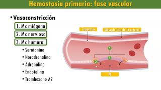 Hemostasia Etapas Fase vascular plaquetaria coagulación de la sangre fibrinólisis [upl. by Leanne394]