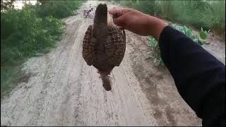 Partridge Hunting with sling shot ✅ [upl. by Meer]