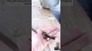 hummingbird voicelessanimals birds hummingbirdlover funny butterfly animals animalshorts [upl. by Nilat]