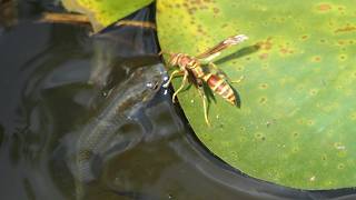 Paper Wasp drinks water as Mosquitofish lurk below [upl. by Ahsitneuq]