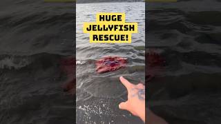 Huge Jellyfish Stings Me During Rescue shorts [upl. by Royden]