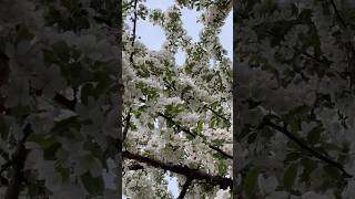 Spring in USA🌸🌹🌼 springshorts usa indianatureflowersplants trendingtreesyoutubeshorts [upl. by Schellens664]