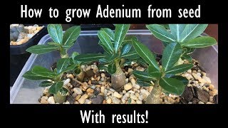 How to grow Desert Rose Adenium from seed with results [upl. by Ieppet]