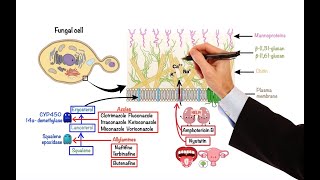 Pharmacology – ANTIFUNGAL DRUGS MADE EASY [upl. by Feld]