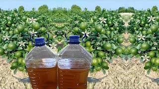 El Mejor Insecticida Gratis COMO HACER LA LEJIA DE CENIZA Adiós pulgones mosca blanca gusanos t [upl. by Bronny]