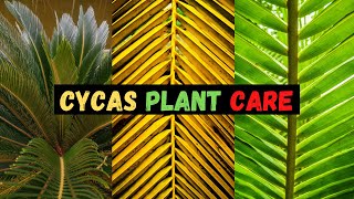 Cycas Plant Care  Sago Palm  Care Tips amp Fertiliser  cycas revoluta [upl. by Emogene]