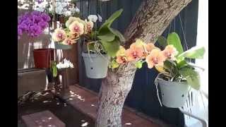 phalaenopsis orchids bloom in summer 2013 [upl. by Meares]