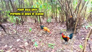 MIKAT AYAM HUTAN DI SEMAK BELUKAR PAKAI PIKAT BULU UNIK [upl. by Anaitak]