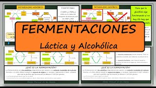 Fermentaciones Láctica y Alcohólica Metabolismo Catabolismo Biología Bachillerato Bioquímica [upl. by Joshua161]