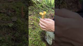 Chanterelles  the Oregon Coast chanterelles mushroom [upl. by Cerelly784]