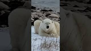 Waiting for the ice to form churchill canada hungrybear [upl. by Hpejsoj]