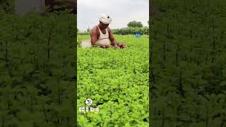 Good Profits in Menthol Mint  Pudina  Farming  Karshaka Mitra Shorts [upl. by Kazue]