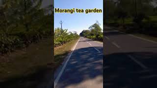 marangi tea gardenteafarm teaplantation viralvideo 2024 20vloger [upl. by Arted]