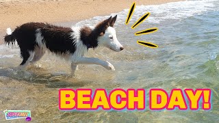 PUPPYS FIRST BEACH DAY Border Collie Dog [upl. by Llenol]