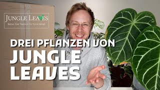 JUNGLE LEAVES Drei Pflanzen ausgepackt [upl. by Nigem]