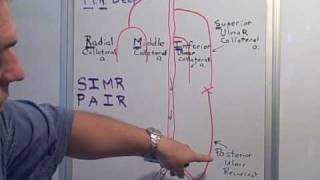 Collateral amp Recurrent arteries of the Arm [upl. by Einnad]