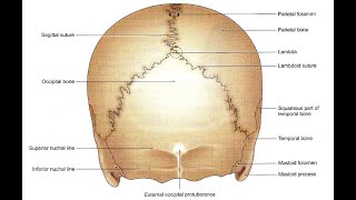 Skull  posterior view easy Norma Occipitalis [upl. by Rhianna]