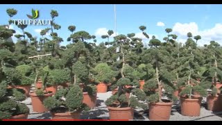 Visite de pépinière  Innocenti e Mangoni Piante à Florenceplantes méditerranéennes  Truffaut [upl. by Jahdol749]