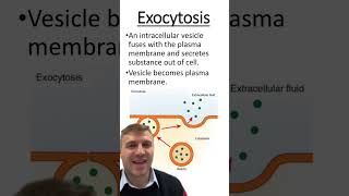 Endocytosis vs Exocytosis [upl. by Nuawaj]