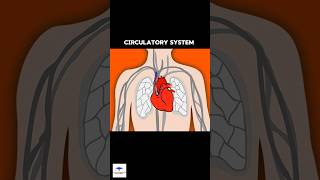 Circulatory System Short Overview [upl. by Argella]