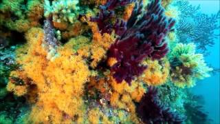 Estartit Diving Illes Medes Costa Brava [upl. by Garth]