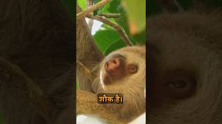 The Slow Life of Sloths Nature’s Sleepy Creatures  fact  fact in hindi  shorts [upl. by Lletnom704]